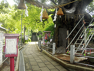 山王神社の大楠